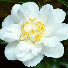 1 X CAMELLIA JAPONICA 'SILVER