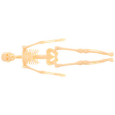 Human Skeleton Model Skeleton