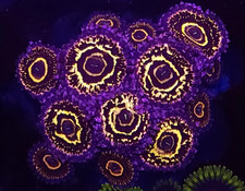 Stratosphere zoanthid zoas - stratosphere, *