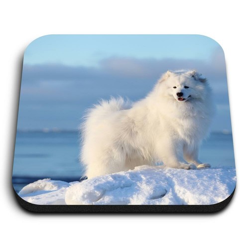 Square mdf magnets - square, samoyed