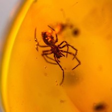 SPIDER in Burmese / Burmite