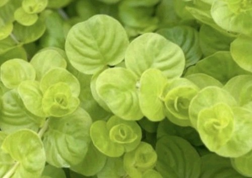 Strands money plant string - 18,