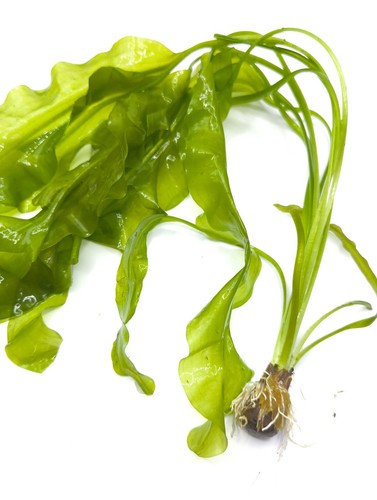 Aponogeton ulvaceus aquarium - ,
