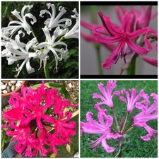 Nerine bowdenii mixed X 5 Top