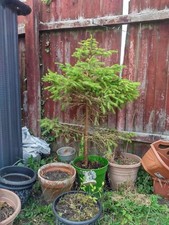 Live christmas tree pot - live,