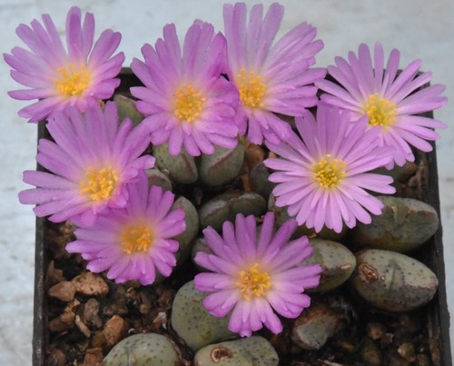 Conophytum taylorianum ssp