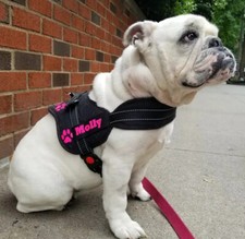 PERSONALISED Any Name or Breed Dog HARNESS medium large English Old Tyme Bulldog