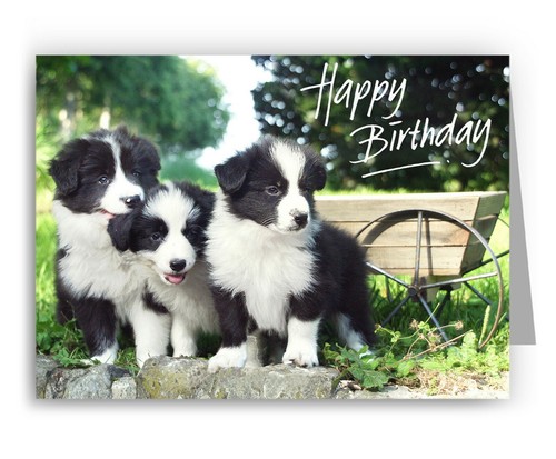 Border collie puppies - border,