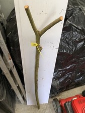 BLACKTHORN WALKING STICK SHANK