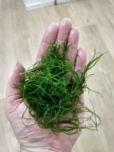 Spiky moss - moss, (taxiphyllum