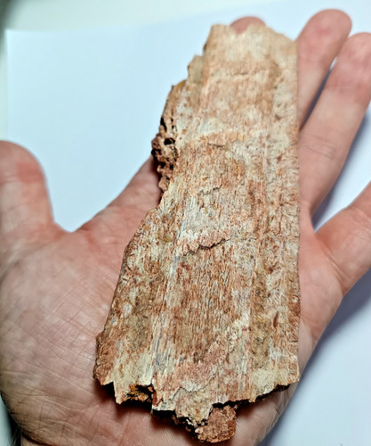 Dinosaur era cretaceous - dinosaur,