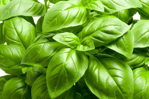 Seeds sweet basil - kg,