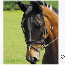 Equilibrium Black Cob Size