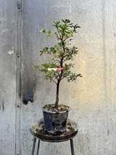 Japanese Satsuki Azalea