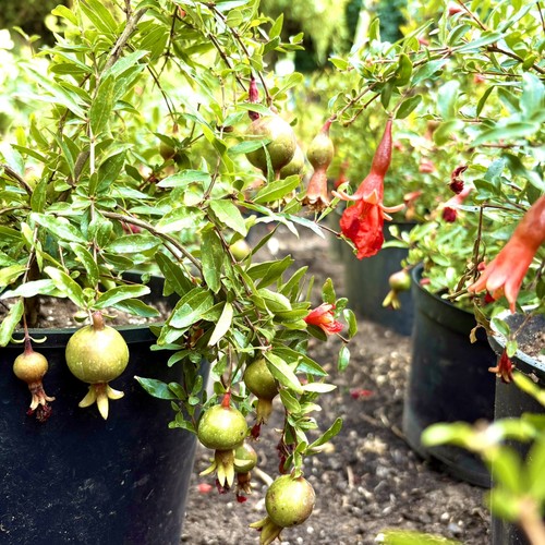 Pomegranate tree punica - tree, ‘punica