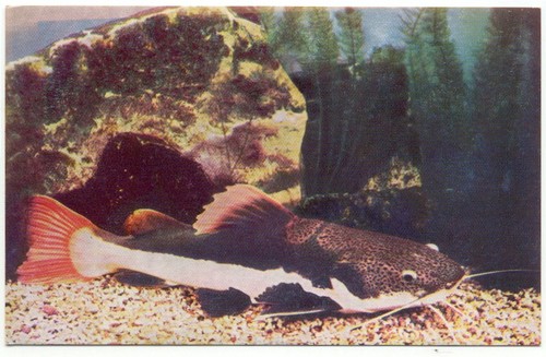 John shedd aquarium redtail - john, g.