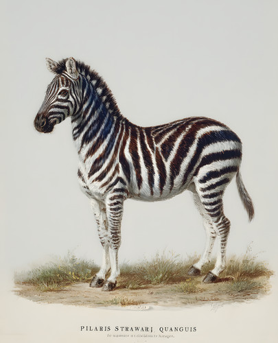 Zebra standing profile - zebra, in