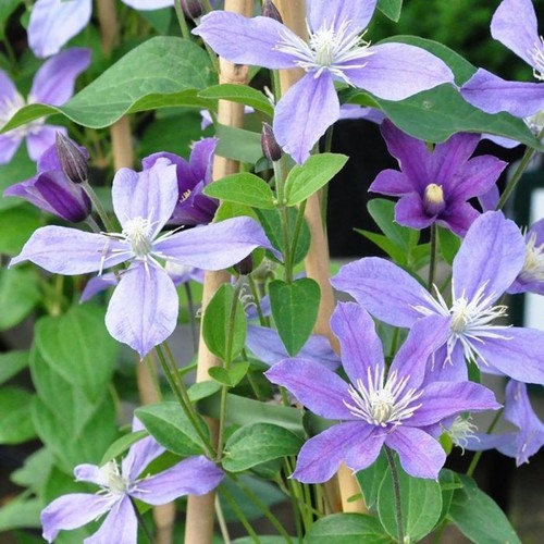 Clematis arabella 8cm pot - arabella,