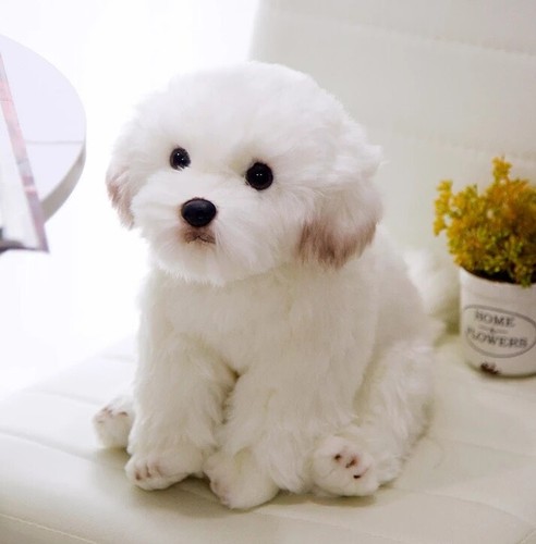 Maltese bichon frise puppy dog - bichon,