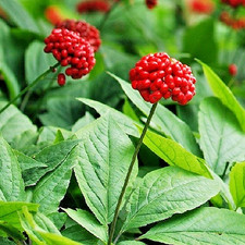 American Ginseng Seeds (Panax