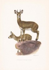 1960 KLIPSPRINGER ANTELOPE Print - Vintage Animal Wall Art - 7.5 x 10.6 Inches