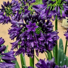 Agapanthus Blackjack 9cm x 3