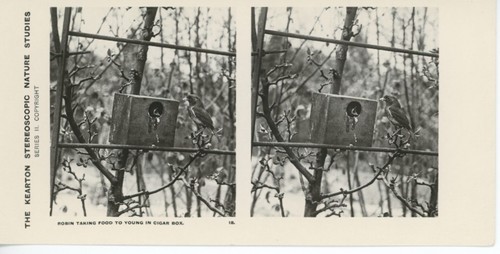 Antique kearton stereoscopic - antique,