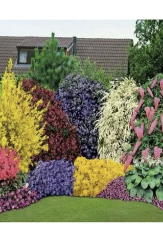 Six mixed garden - six,