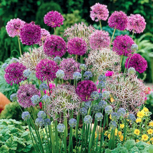 100 mixed allium - 100, 6