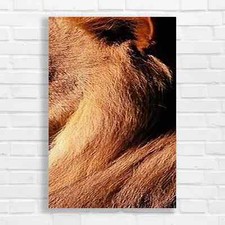 Captivating Horse Eye Original