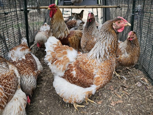 Barnyard mix chicken - barnyard,