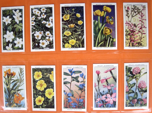Wild flowers wd - -,