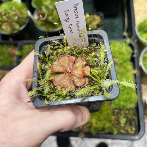 Drosera cuneifolia large form - drosera,