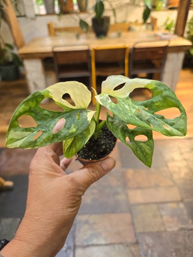 Beautiful monstera adansonii - monstera,