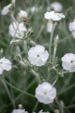 X3 Lychnis C. 'Alba' White
