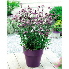 Verbena Lollipop 2 & 3 Litre Potted Plant by Thomspon & Morgan