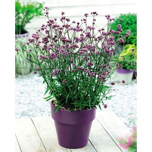 Verbena lollipop 3 - lollipop, &