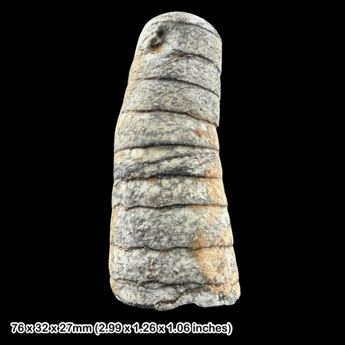 Orthoceras orthocone fossil - sp,