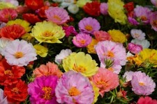 'Moss Rose' Portulaca