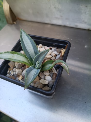 Agave mediopicta alba - agave,