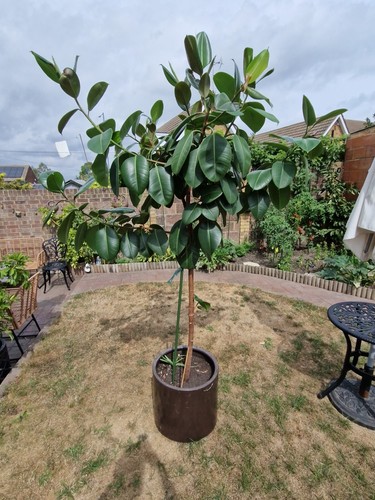 Huge mature ficus - huge, elastica