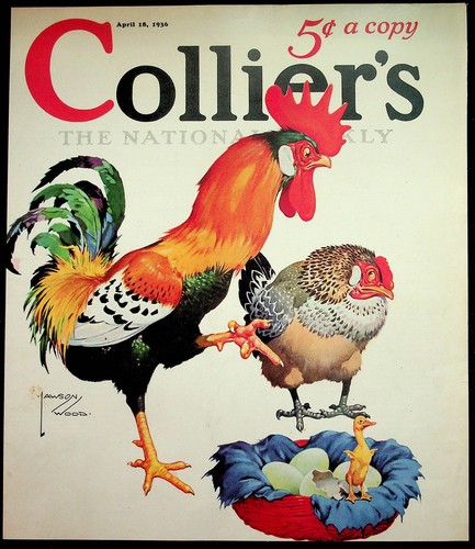 Hen rooster chickens lawson - rooster,