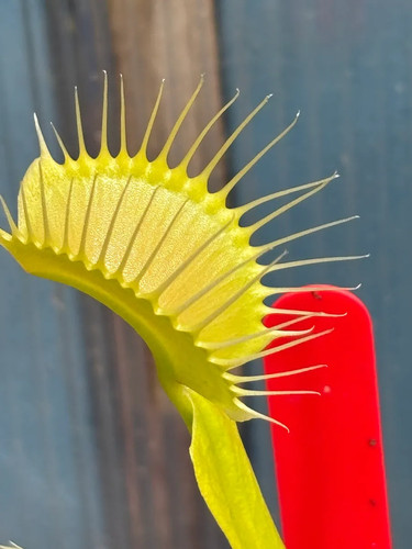 Venus fly trap deadly - venus, diva