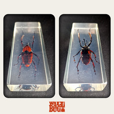 Long-Armed Weevil - Insect In Resin - Extra Large - Taxidermy Paperweight Bug