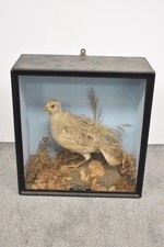 Vintage Taxidermy Grey Partridge in Glass Display Case 35cm x 33cm x 15cm