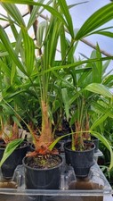Trachycarpus Fortunei Hardy