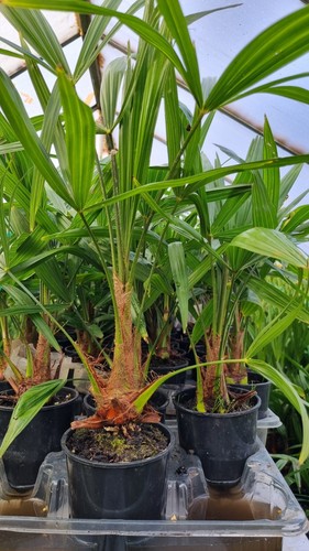 Trachycarpus fortunei hardy - fortunei,