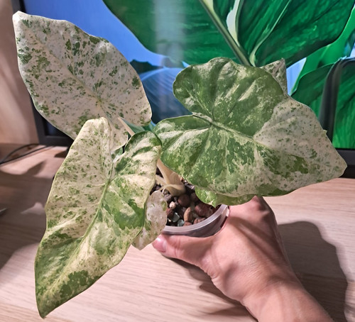 Alocasia macrorrhiza splash - , splash/