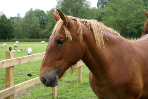 Suffolk punch horse breed - punch,