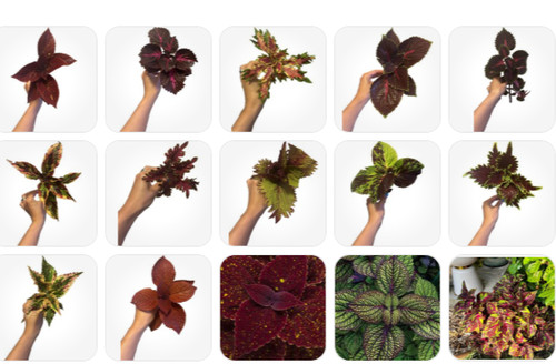 Colourful coleus unrooted - colourful,